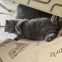 Scottish Fold, Kedi  Zıpzıp fotoğrafı