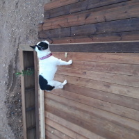Fransız Bulldog, Köpek  Frida fotoğrafı