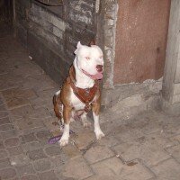 Amerikan Pitbull Terrier, Köpek  CASPER fotoğrafı