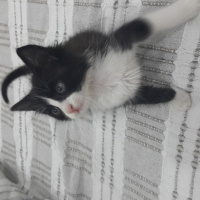Tuxedo (Smokin) Kedi, Kedi  Panda fotoğrafı