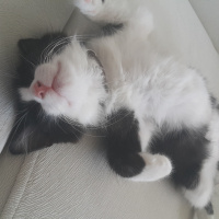 Tuxedo (Smokin) Kedi, Kedi  Panda fotoğrafı