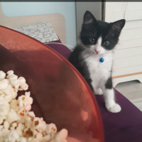 Tuxedo (Smokin) Kedi, Kedi  Panda fotoğrafı