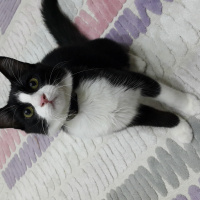 Tuxedo (Smokin) Kedi, Kedi  Panda fotoğrafı