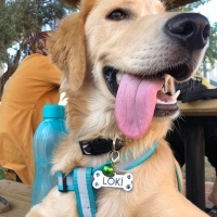Golden Retriever, Köpek  LOKİ fotoğrafı