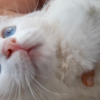 Ankara Kedisi, Kedi  Minnoş fotoğrafı