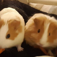 Guinea Pig, Kemirgen  Bıkbık , Piper fotoğrafı