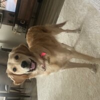 Golden Retriever, Köpek  Lessie fotoğrafı