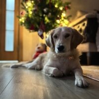 Golden Retriever, Köpek  Lessie fotoğrafı