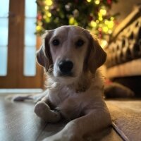 Golden Retriever, Köpek  Lessie fotoğrafı