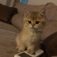 Scottish Fold, Kedi  Paşa fotoğrafı