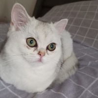 British Shorthair, Kedi  Luna fotoğrafı