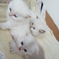 British Shorthair, Kedi  Küçük yaramazlar fotoğrafı