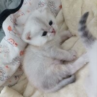 British Shorthair, Kedi  Küçük yaramazlar fotoğrafı