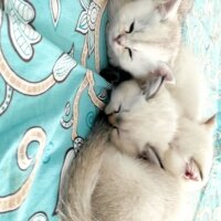 British Shorthair, Kedi  Küçük yaramazlar fotoğrafı