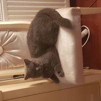 British Shorthair, Kedi  Boss fotoğrafı