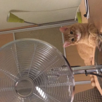 Tekir Kedi, Kedi  Zencefil  fotoğrafı