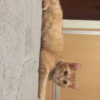 Tekir Kedi, Kedi  Zencefil  fotoğrafı