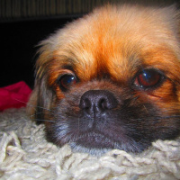 Pekingese, Köpek  chucky fotoğrafı