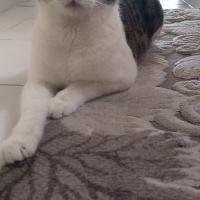 Tekir Kedi, Kedi  Duman 1 yaşında fotoğrafı