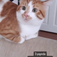 Sarman, Kedi  Limon fotoğrafı