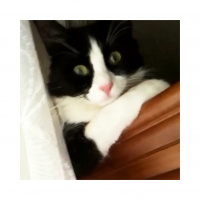 Tuxedo (Smokin) Kedi, Kedi  Luigi fotoğrafı