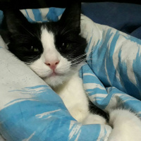 Tuxedo (Smokin) Kedi, Kedi  Luigi fotoğrafı