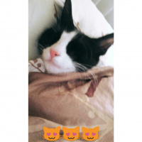 Tuxedo (Smokin) Kedi, Kedi  Luigi fotoğrafı