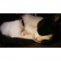 Tuxedo (Smokin) Kedi, Kedi  Luigi fotoğrafı