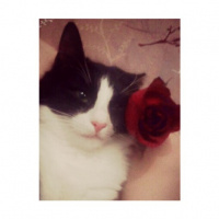 Tuxedo (Smokin) Kedi, Kedi  Luigi fotoğrafı