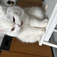 British Longhair, Kedi  BALIM fotoğrafı
