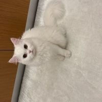 British Longhair, Kedi  BALIM fotoğrafı
