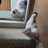 Tekir Kedi, Kedi  Tarçın fotoğrafı