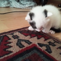 Tekir Kedi, Kedi  Tarçın fotoğrafı