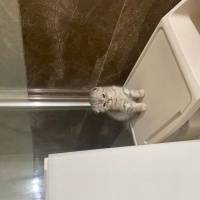 Scottish Fold, Kedi  Cabbar fotoğrafı