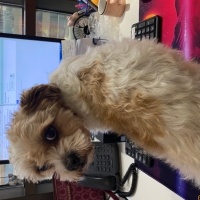 Maltese, Köpek  Babi fotoğrafı
