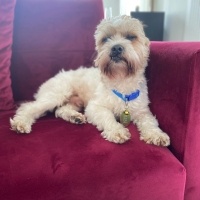 Maltese, Köpek  Babi fotoğrafı