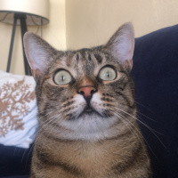 Tekir Kedi, Kedi  Boncuk fotoğrafı