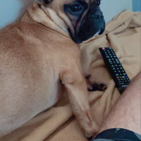 Fransız Bulldog, Köpek  Maya fotoğrafı