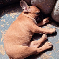Fransız Bulldog, Köpek  Maya fotoğrafı