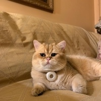 British Shorthair, Kedi  Gofret fotoğrafı