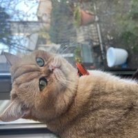 British Shorthair, Kedi  Gofret fotoğrafı