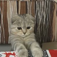 Scottish Fold, Kedi  Mira fotoğrafı