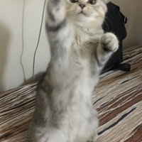Scottish Fold, Kedi  Mira fotoğrafı