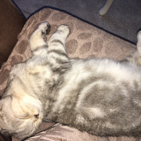 Scottish Fold, Kedi  Mira fotoğrafı