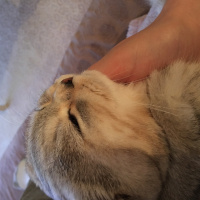 Scottish Fold, Kedi  Mira fotoğrafı
