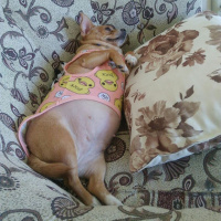 Chihuahua, Köpek  prenses fotoğrafı