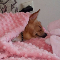 Chihuahua, Köpek  prenses fotoğrafı
