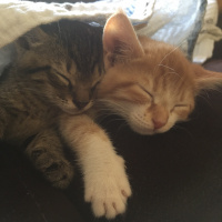 Tekir Kedi, Kedi  Ceviz fotoğrafı