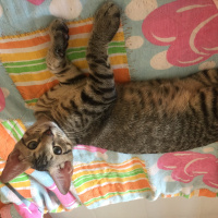 Tekir Kedi, Kedi  Ceviz fotoğrafı