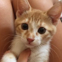 Tekir Kedi, Kedi  Tarçın fotoğrafı